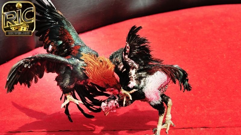 Luật đá gà miền bắc