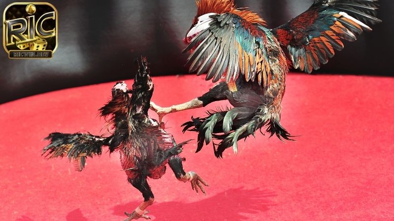 Luật đá gà miền nam