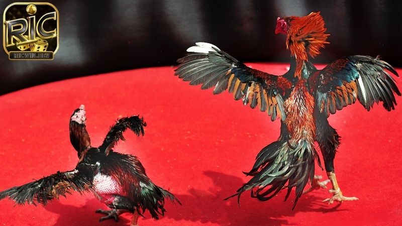 Luật đá gà miền nam