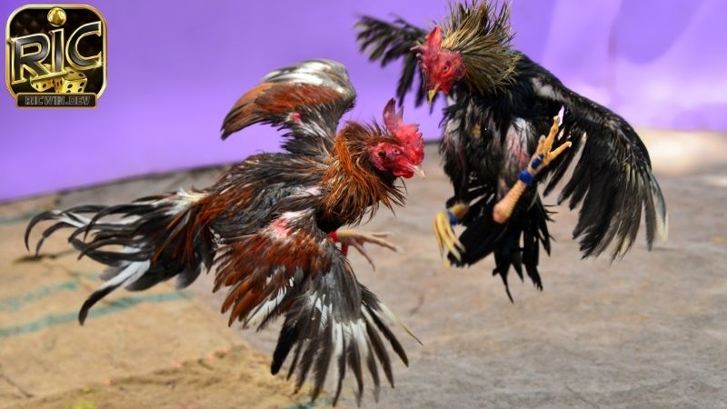 Luật đá gà miền nam